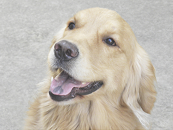 犬